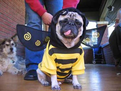 beedog.jpg